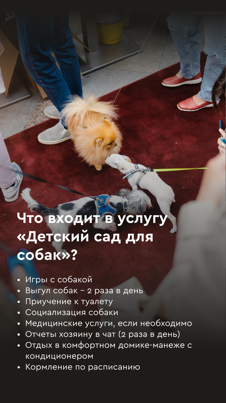 Груминг салон в Москве | Фудмолл ДЕПО | shelbygrooming.ru