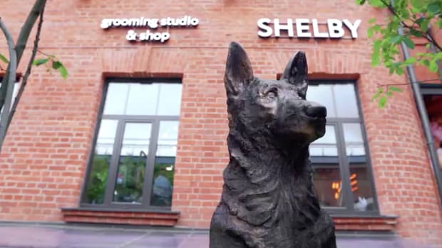 О салоне Shelby