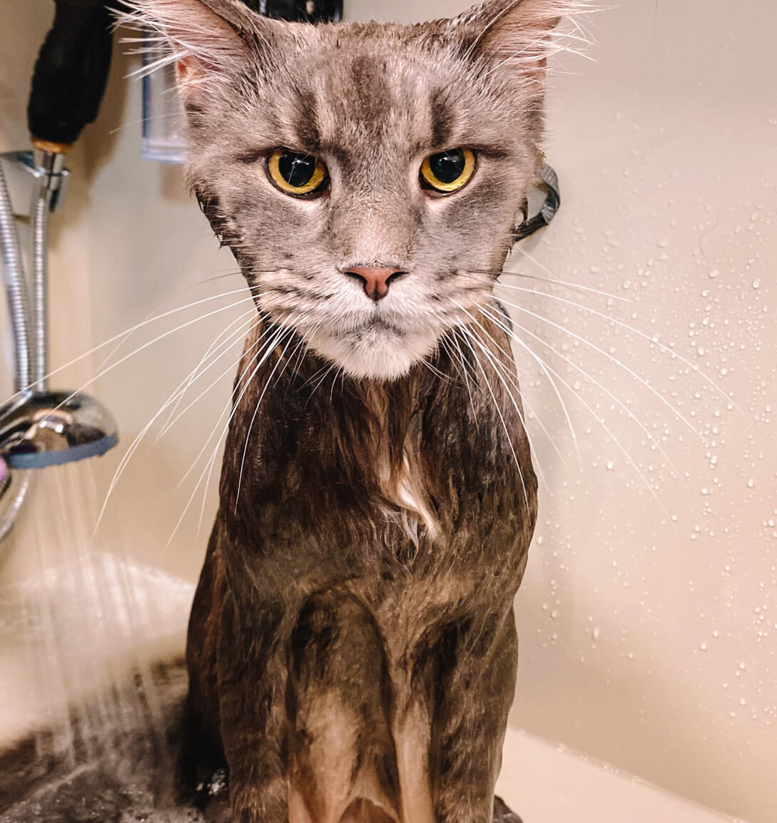 Кошка в салоне Shelby