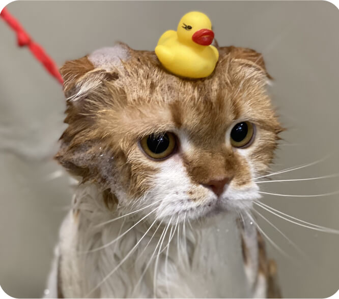 Кошка в салоне Shelby