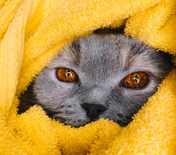 Кошка в салоне Shelby